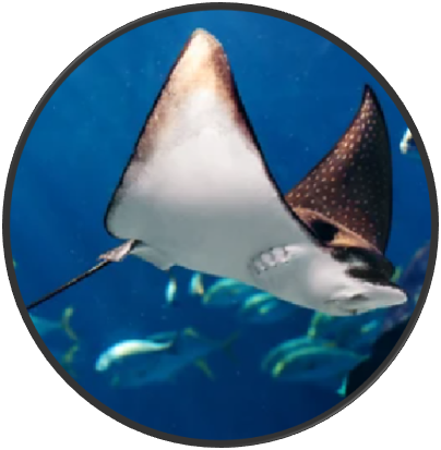 manta ray